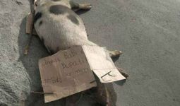 Ratusan Babi Mati Mendadak di Palembang - JPNN.com