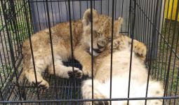 Bayi Singa Afrika, Leopard dan Kura-kura Indiana Star Gagal Diselundupkan - JPNN.com