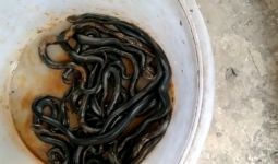 Belasan Ular Kobra Ditemukan di Kloset Warga Kembangan - JPNN.com