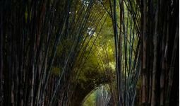 Hutan Bambu Keputih, Destinasi Andalan Milenial di Surabaya - JPNN.com