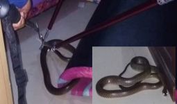 Ular Kobra Besar Masuk Kamar Tidur Kejutkan Keluarga Fitri - JPNN.com
