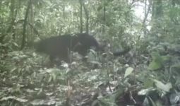 Penampakan Macan Kumbang di Hutan Petungkriyono Pekalongan - JPNN.com