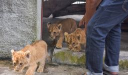 Dua Pelaku Penyelundupan Bayi Singa, Leopard dan Kura-kura Ditangkap Polisi - JPNN.com