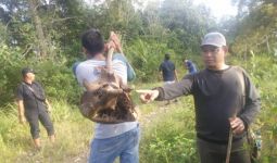 Dua Ekor Gajah Ditemukan Mati di Aceh Jaya - JPNN.com