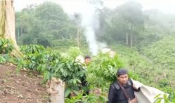 Polisi Temukan Ladang Ganja di Perbukitan Hutan Lindung - JPNN.com