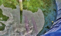 Inilah Ikan Aligator yang Mengigit Balita di Lapas Sukamiskin - JPNN.com