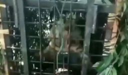 Waspada, Harimau yang Menewaskan Lima Warga Itu Belum Tertangkap - JPNN.com