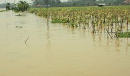 3.000 Hektare Sawah di Karawang Terendam Banjir - JPNN.com