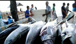 6 Manfaat Ikan Tuna yang Baik untuk Tubuh, Bikin Jantung Bahagia - JPNN.com