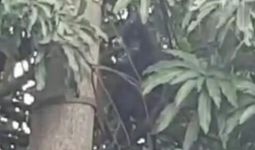 Monyet Surili Teror Warga Cianjur - JPNN.com