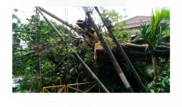 Pohon Tumbang Timpa Tiang Listrik di Kompleks Rumah Mewah Menteng Jakarta - JPNN.com