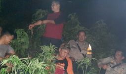 Polisi Temukan Ladang Ganja di Kaki Gunung Guntur - JPNN.com