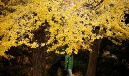 Peneliti Ungkap Rahasia Pohon Ginkgo Bisa Hidup Ribuan Tahun - JPNN.com