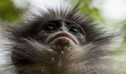 Monyet Surili Masih Berkeliaran, BKSDA Pasang Perangkap - JPNN.com