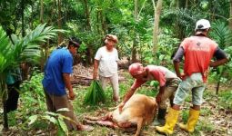 Diteror Harimau Sumatera, Warga Agam Langsung Antisipasi Begini - JPNN.com