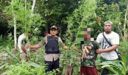 Polisi Temukan Ladang Ganja Seluas Satu Hektare di Waris Keerom - JPNN.com