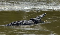 Sayembara Terjun ke Sungai Copot Ban di Tubuh Buaya tak Ada Peminat, Datangkan Ahli dari Australia - JPNN.com