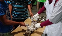 Bayi Leopard Ditemukan Mati - JPNN.com