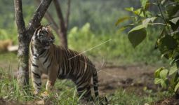 Harimau Sumatera Teror Pekerja Proyek Tol Pekanbaru-Dumai - JPNN.com