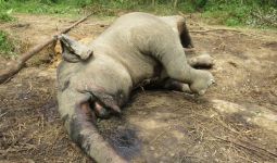 Lagi, Gajah Sumatera Ditemukan Mati - JPNN.com