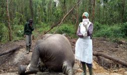 BBKSDA Riau Berhasil Ungkap Penyebab Kematian Gajah di Bengkalis - JPNN.com