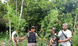 Wilayah Ini Banyak Ladang Ganja - JPNN.com