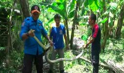 Ular Piton Sepanjang 4 Meter Ini Bikin Pusing Warga dan Petugas Damkar - JPNN.com