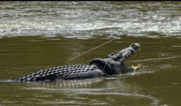 Selama 1 Jam, Bule Australia Kejar Buaya Berkalung Ban di Sungai Palu - JPNN.com