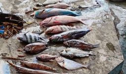 Penjelasan KKP soal Fenomena Ikan Mati Mendadak di Malut - JPNN.com