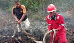 Ular Piton dan Selusin Telurnya Terpanggang dalam Kebakaran Hutan di Riau - JPNN.com