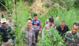 Delapan Hektare Tanaman Ganja di Perbukitan Desa Lancok Dimusnahkan Polisi - JPNN.com