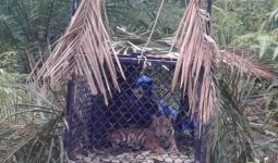 Harimau Sumatra yang Meneror Warga Subulussalam Akhirnya Masuk Perangkap - JPNN.com