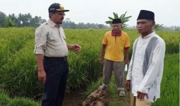 Sawah Mengalami Puso Akibat Banjir, Petani Kulonprogo Diingatkan Pentingnya AUTP - JPNN.com