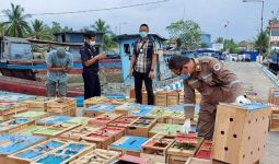 BC Gagalkan Penyelundupan Unggas Asal Thailand di Aceh Tamiang - JPNN.com