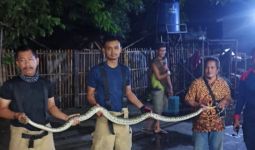 Ular Sanca Bersarang di Belakang Kulkas Milik Bu Sisilia, Ngeri Banget - JPNN.com