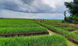 Petani Sumedang Panen Padi Hingga 12 Ton Per Hektare - JPNN.com