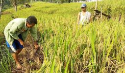 Kementan Pastikan Beras Wilayah Banten Aman Hingga Agustus 2020 - JPNN.com