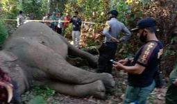 Elephas Maximus Sumatranus Dibantai di Dalam Hutan - JPNN.com