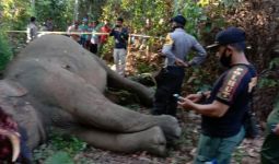Seekor Gajah Sumatera Mati Dibunuh, Belalainya Dipotong - JPNN.com