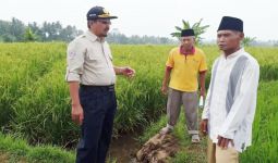 Panen 97,24 Ha Lahan Cetak Sawah Baru di Mukomuko - JPNN.com