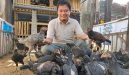 Muslimin, Masih Muda, Peternak Ayam Kampung, Punya Omzet Rp 165 Juta per Bulan - JPNN.com