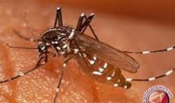 WHO: Laju Kasus Malaria Sedikit Melambat di 2021 - JPNN.com