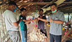 Kementan: Perusahaan Mitra Beli Ayam Ras dari Peternak Mandiri - JPNN.com