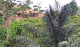Siang Malam Petugas Berjuang Menggiring Gajah Kembali ke Habitat di TN Bukit Barisan Selatan - JPNN.com