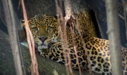 Kebun Binatang Bandung Potong Rusa untuk Makanan Macan - JPNN.com