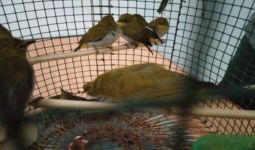 KLHK Menggagalkan Pengiriman 1.266 Ekor Burung Pleci Ilegal - JPNN.com