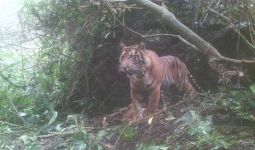 Kisah 6 Warga Diadang 3 Harimau Sumatera, Ada yang Memanjat Pohon hingga Sembunyi - JPNN.com