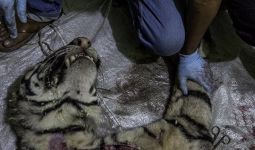 Harimau Sumatera Mati Dijerat Pemburu di Hutan Konsesi Riau - JPNN.com