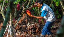 Cargill Ingin Memberi Perlindungan untuk Petani Kakao sekaligus Lingkungan - JPNN.com
