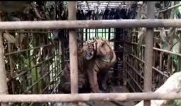 Masih Ada 2 Harimau Sumatera Berkeliaran - JPNN.com
